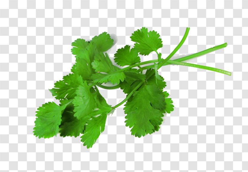 Coriander Herb Medicinal Plants Leaf - Plant Transparent PNG