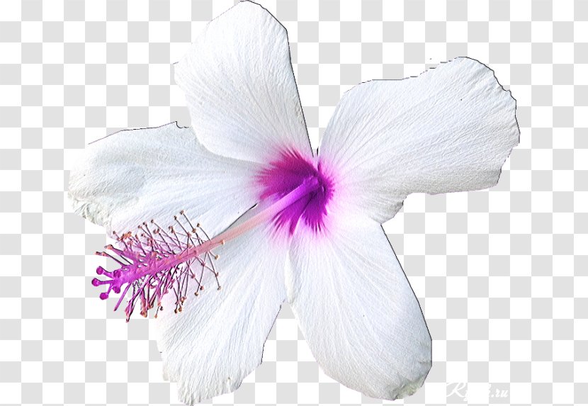 Hibiscus - Purple - White Transparent PNG