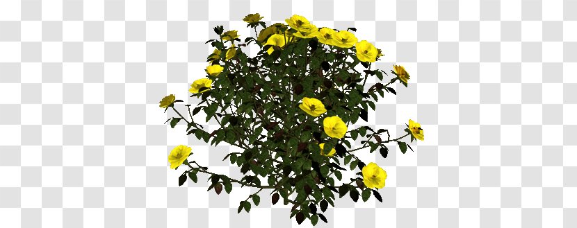 Chrysanthemum Shrub Annual Plant - Daisy Family Transparent PNG