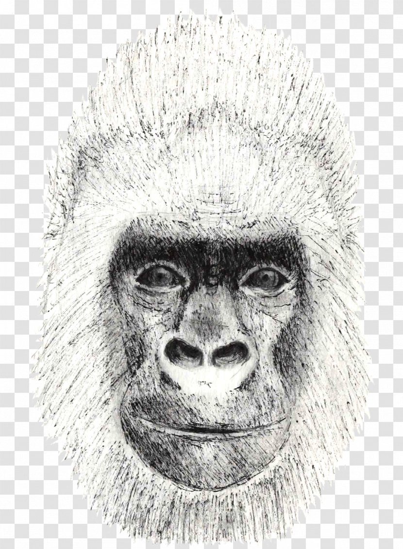 Monkey Cartoon - Gibbon Orangutan Transparent PNG