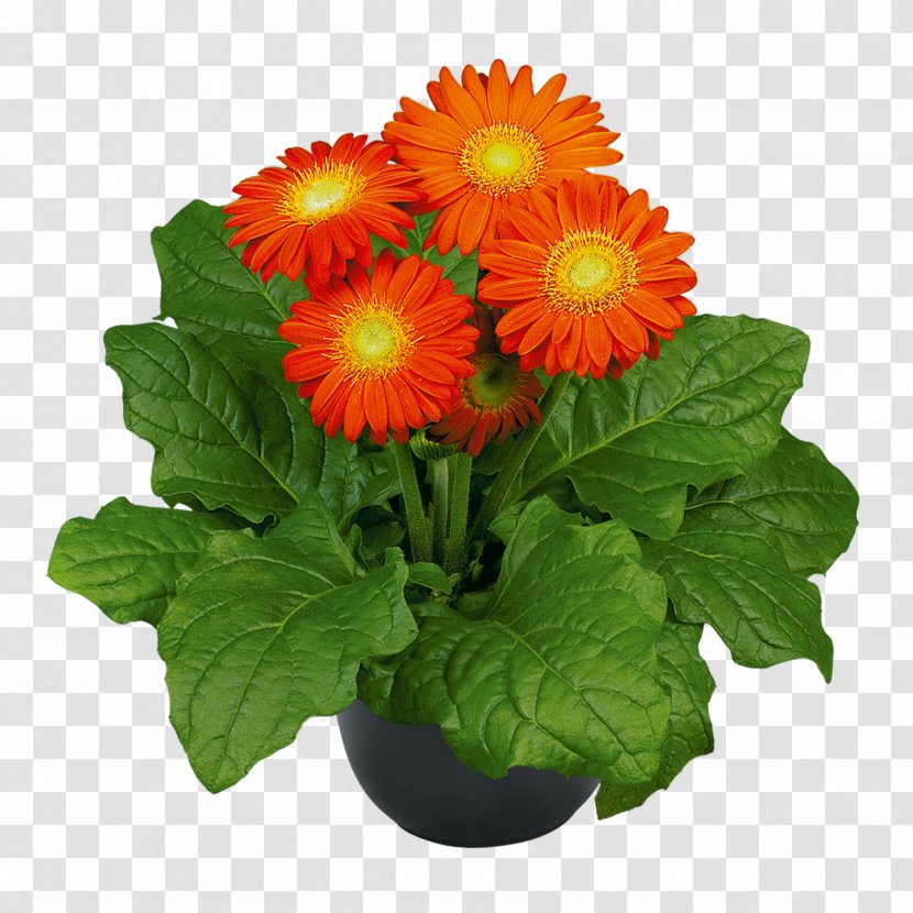 Transvaal Daisy Chrysanthemum Cut Flowers Product - Annual Plant Transparent PNG