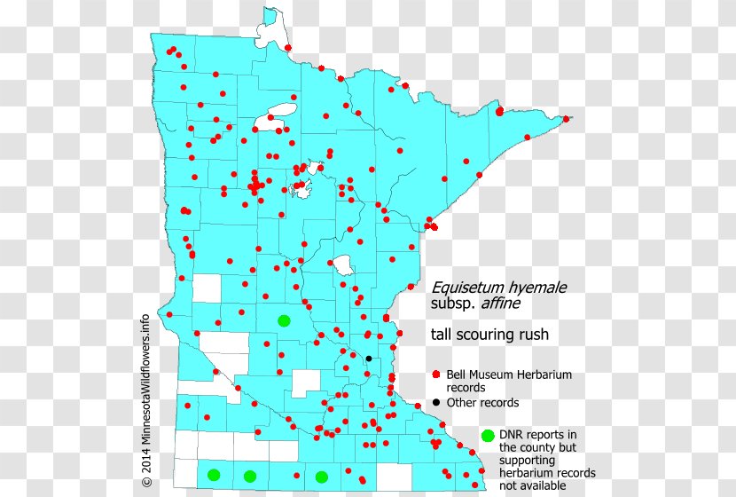 Minnesota Black-eyed Susan Soft Rush Map Juncus Dudleyi - Area Transparent PNG