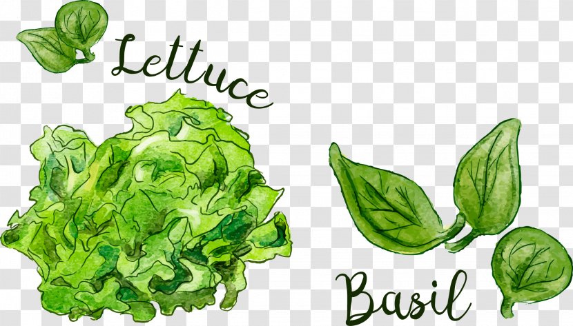 Leaf Food Spring Greens - Mint - Vector Hand Painted Vegetables Transparent PNG