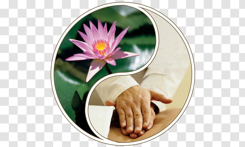 Massage Therapy Alternative Health Services National Holistic Institute Spa - Parlor - Oneself Transparent PNG