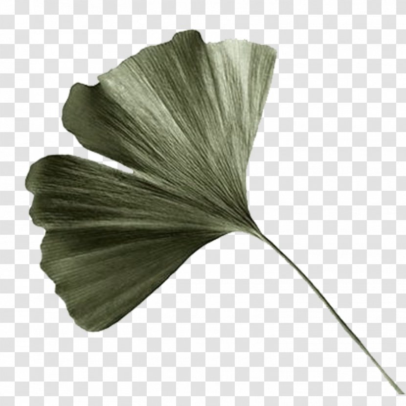 Leaf Art Photography Ginkgo Biloba Drawing - Green Transparent PNG