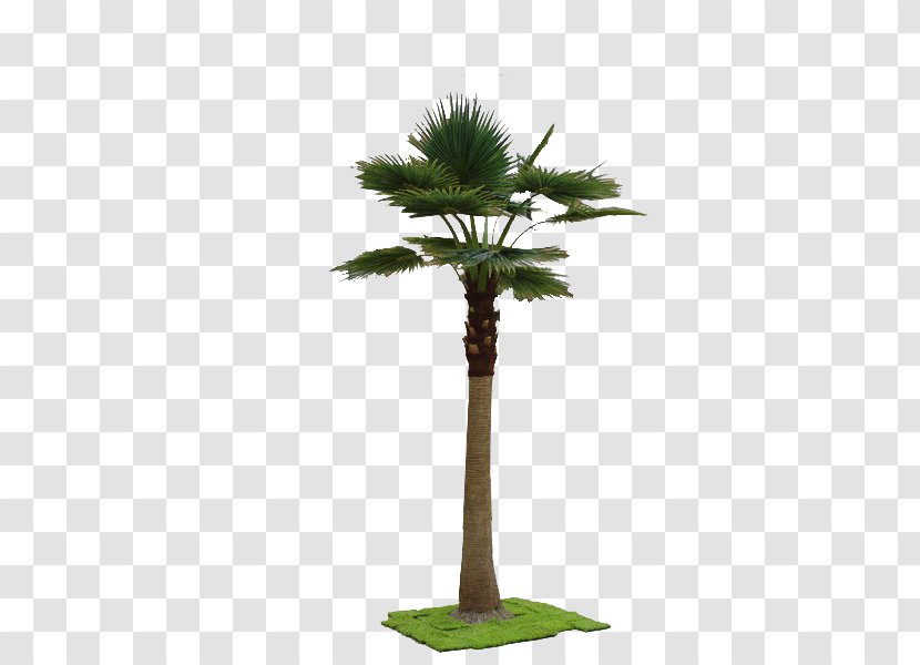 Washingtonia Robusta Arecaceae Tree Bamboo Plant - A Simulation Transparent PNG