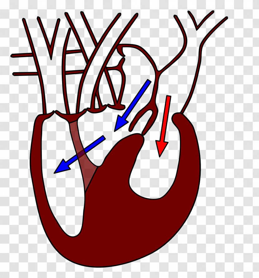 Reptile Biology Today And Tomorrow With Physiology Heart Clinically Oriented Anatomy - Cartoon - Circulatory System Transparent PNG