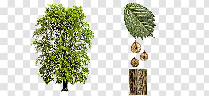 Ulmus Minor Glabra × Hollandica Tree Laevis Transparent PNG