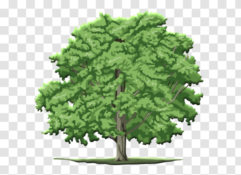 Tree Fir - Image File Formats Transparent PNG