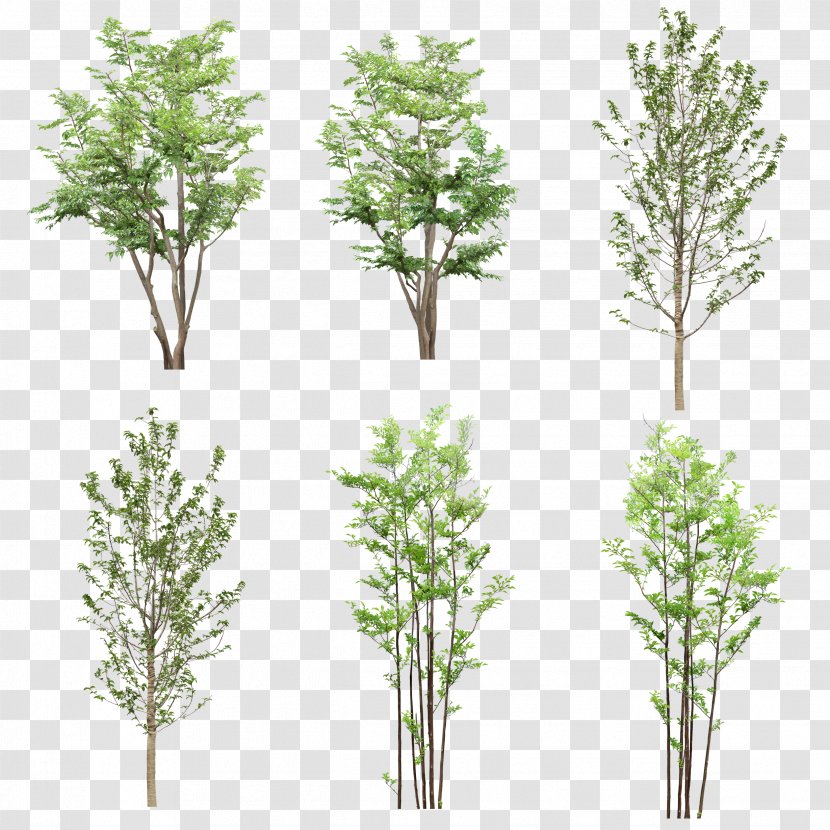 Tree Resource Computer File - Vecteur - Creative Background Green Trees Transparent PNG