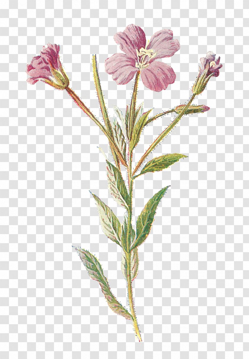 Familiar Wild Flowers Wildflower Clip Art - Herbaceous Plant - Herb Transparent PNG