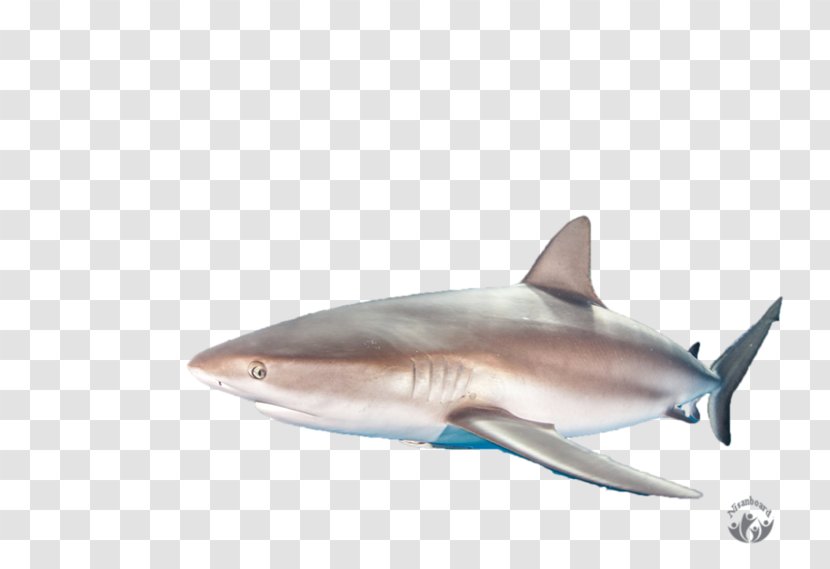 Tiger Shark Great White Squaliformes Lamniformes Requiem - Cartilaginous Fish Transparent PNG