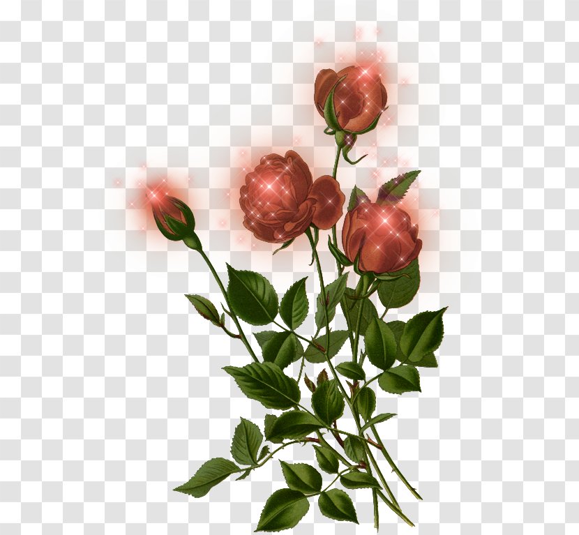 Watercolor Flower Background - Rose Family - Prickly Rosa Rubiginosa Transparent PNG