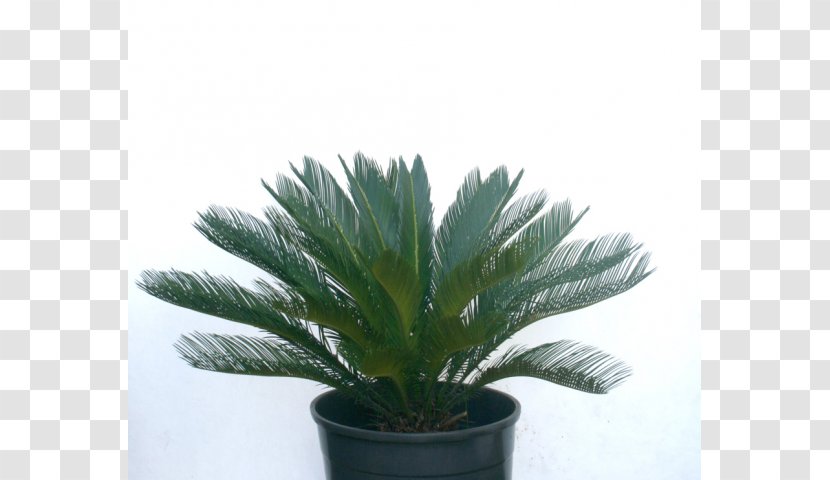 Arecaceae Flowerpot Houseplant Agave INAV DBX MSCI AC WORLD SF - Vaso De Planta Transparent PNG
