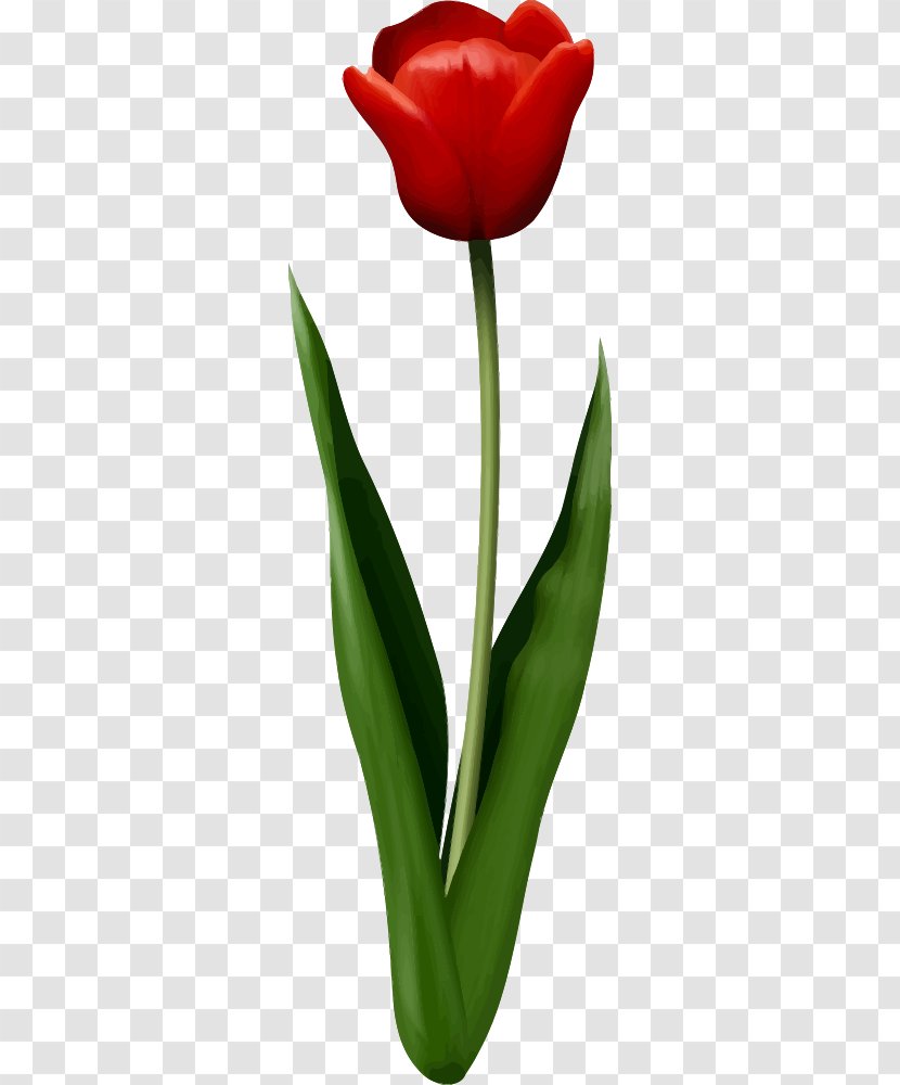 Tulip T-shirt Flower Red - Seed Plant Transparent PNG
