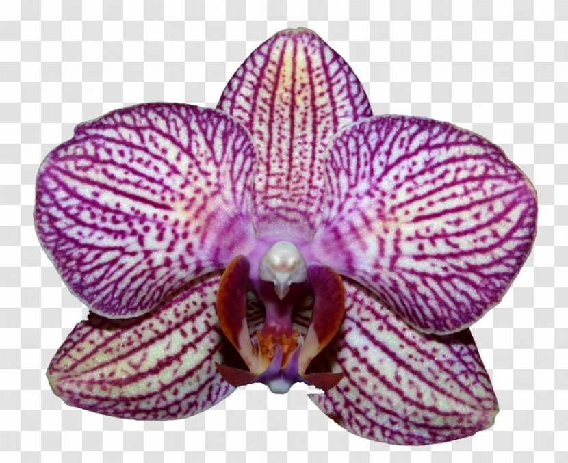 Moth Orchids Plant Clip Art - Orchid Transparent PNG