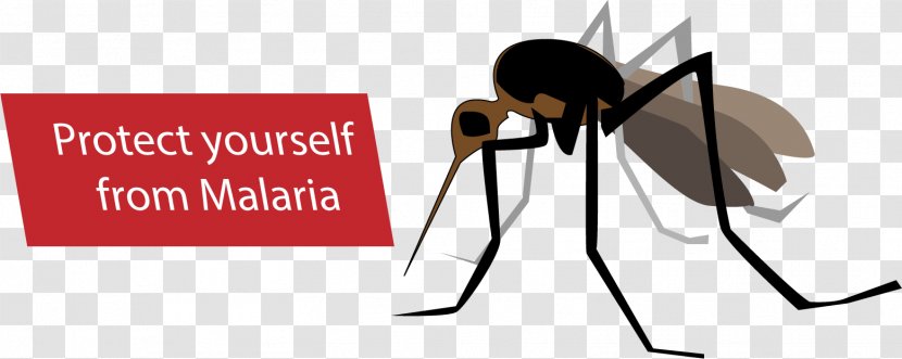Mosquito Malaria Anopheles Gambiae Eradication Of Infectious Diseases Transparent PNG