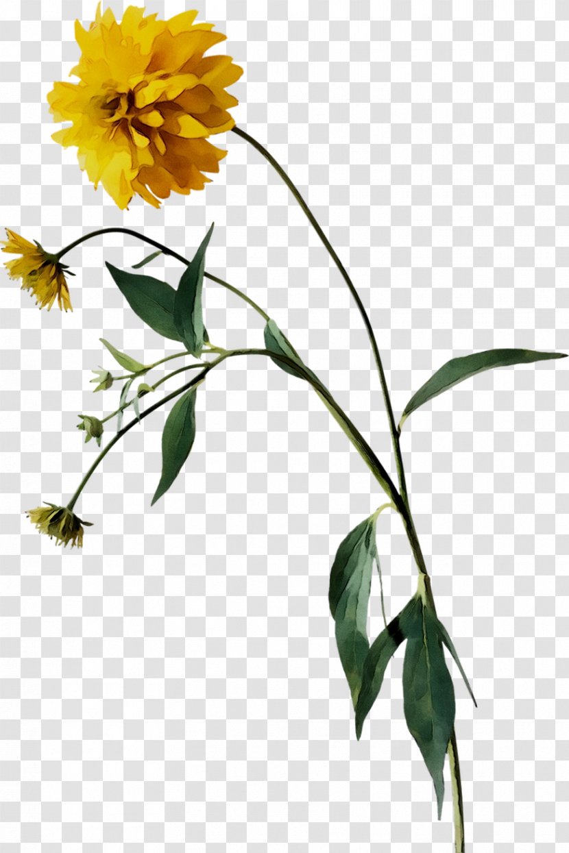 Common Sunflower Plant Stem Cut Flowers Yellow Leaf - Flowering - Flower Transparent PNG