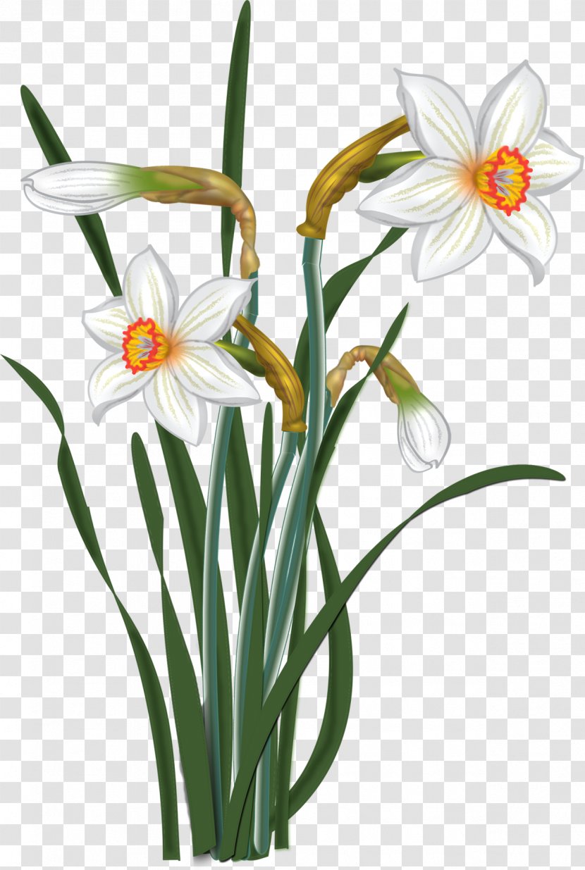 Watercolour Flowers Watercolor Painting Drawing - Plant - Narcissus Transparent PNG