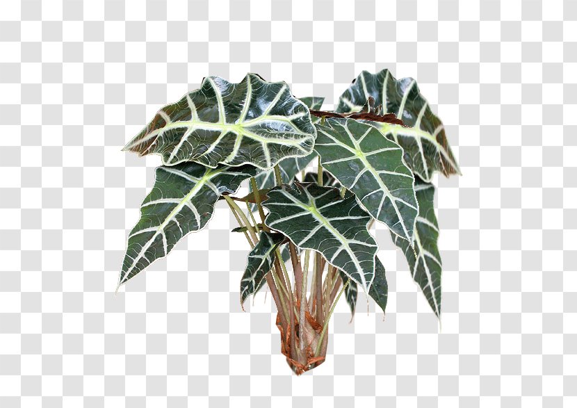 Houseplant Alocasia Image File Formats - Ping - Plant Transparent PNG