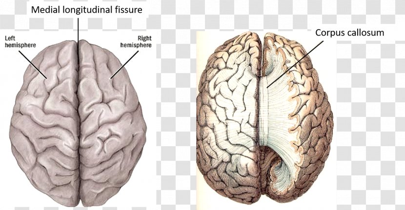 Cerebral Hemisphere Lateralization Of Brain Function Human Cortex - Heart Transparent PNG