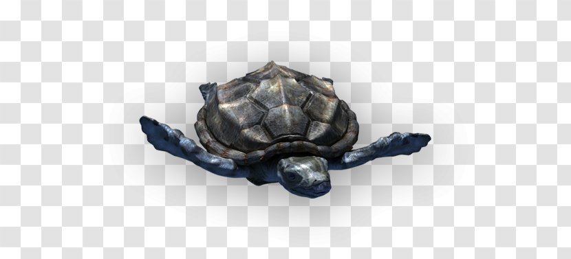 Tortoise Shark Turtle Prehistory Protostega - Sea Transparent PNG