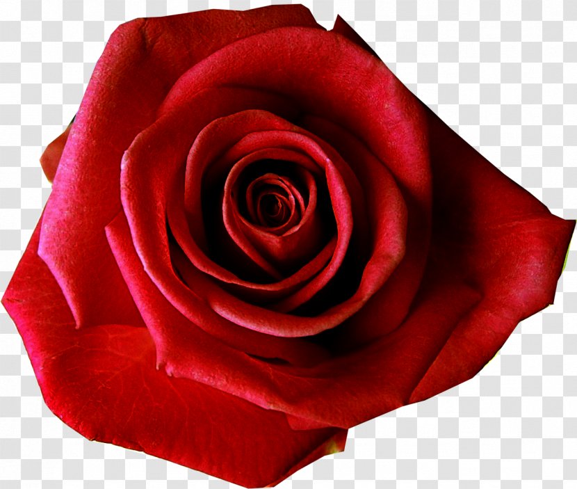 T-shirt Rose Red Flower Clip Art - Close Up Transparent PNG