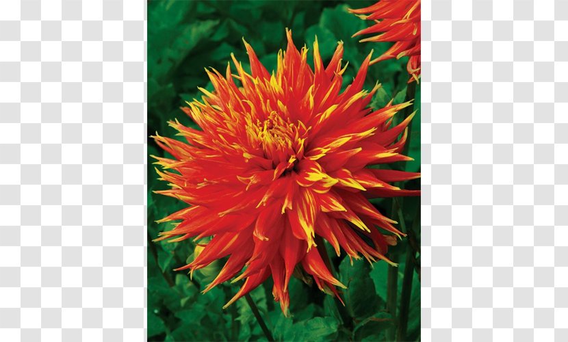 Safflower Blanket Flowers Dahlia Annual Plant Chrysanthemum Transparent PNG