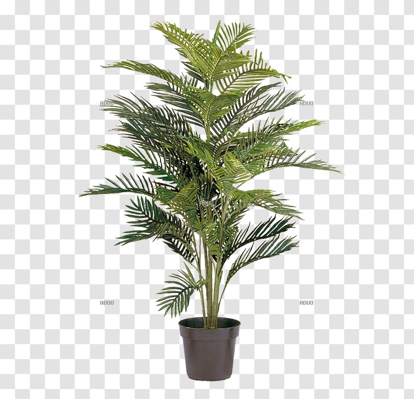 Areca Palm Arecaceae Howea Forsteriana Tree Plant Transparent PNG