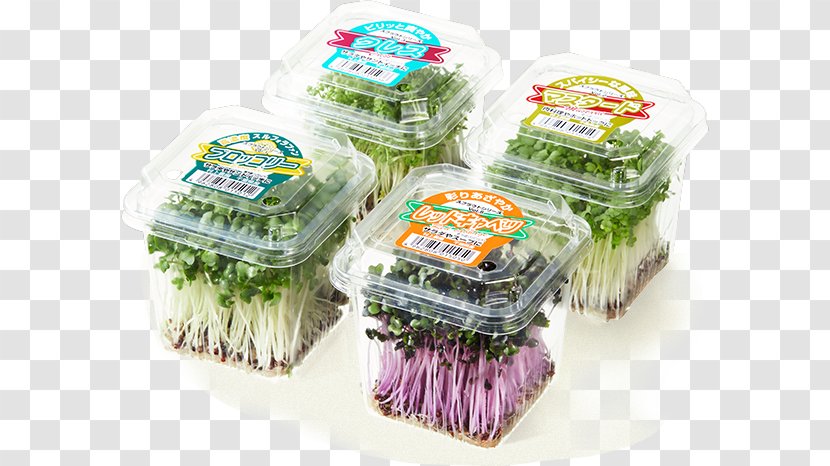 Vegetable Sprouting Red Cabbage Kaiware Daikon Capitata Group - Seed - Broccoli Sprout Transparent PNG