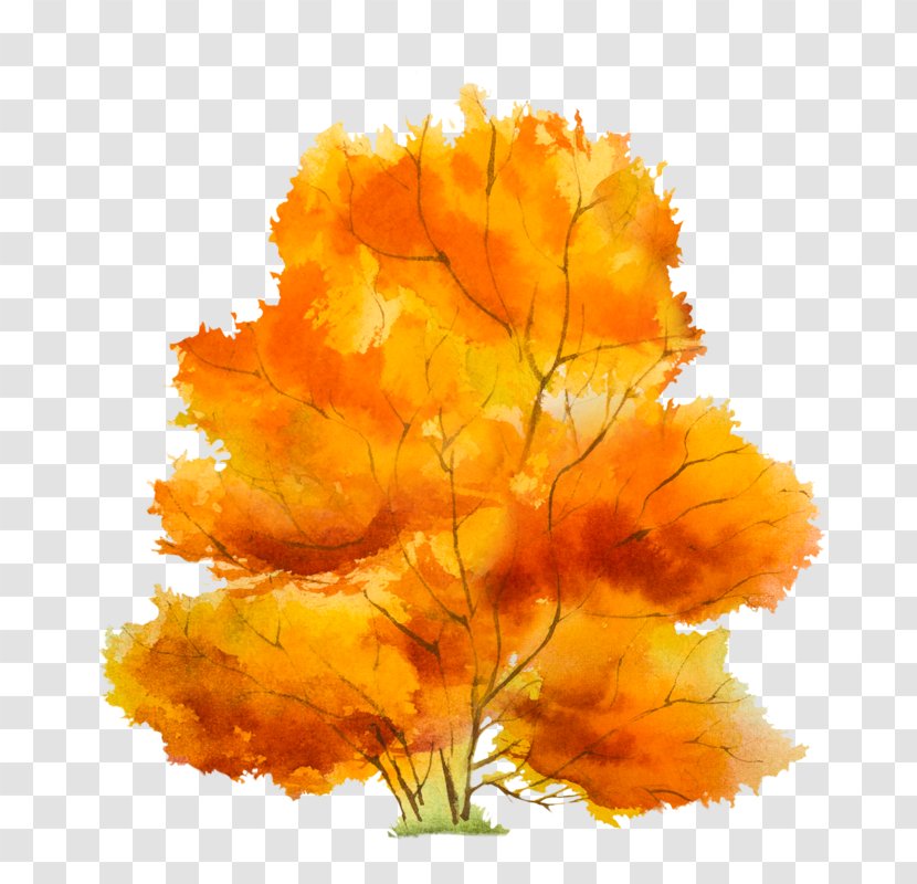 Autumn Tree Petal - Leaf Transparent PNG