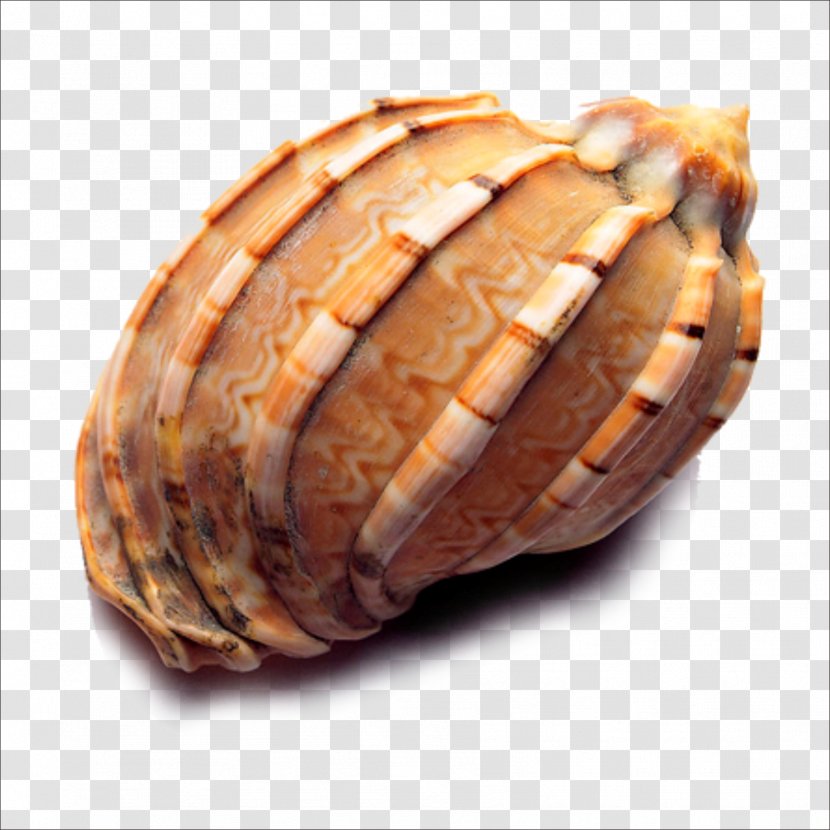 Seashell Icon - Commodity - Conch Transparent PNG