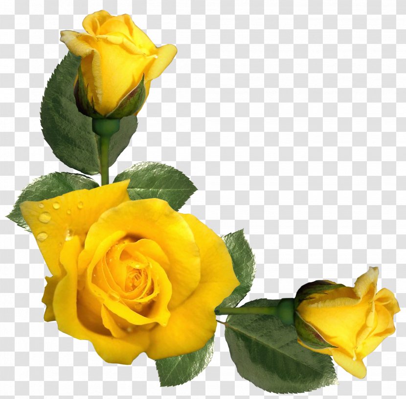 Rose Yellow Flower Clip Art - Petal - Beautiful Roses Decor Image Transparent PNG