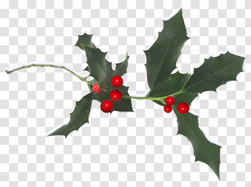 Common Holly Aquifoliales Ilex Crenata Christmas Plant - Branch - HOLLY Transparent PNG
