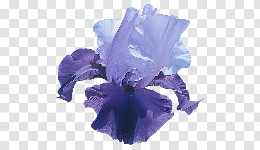 Irises Flower Houshang's Gallery Clip Art - Seed Plant Transparent PNG