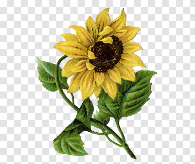 Mother's Day Common Sunflower Child Greeting & Note Cards - Gift Transparent PNG