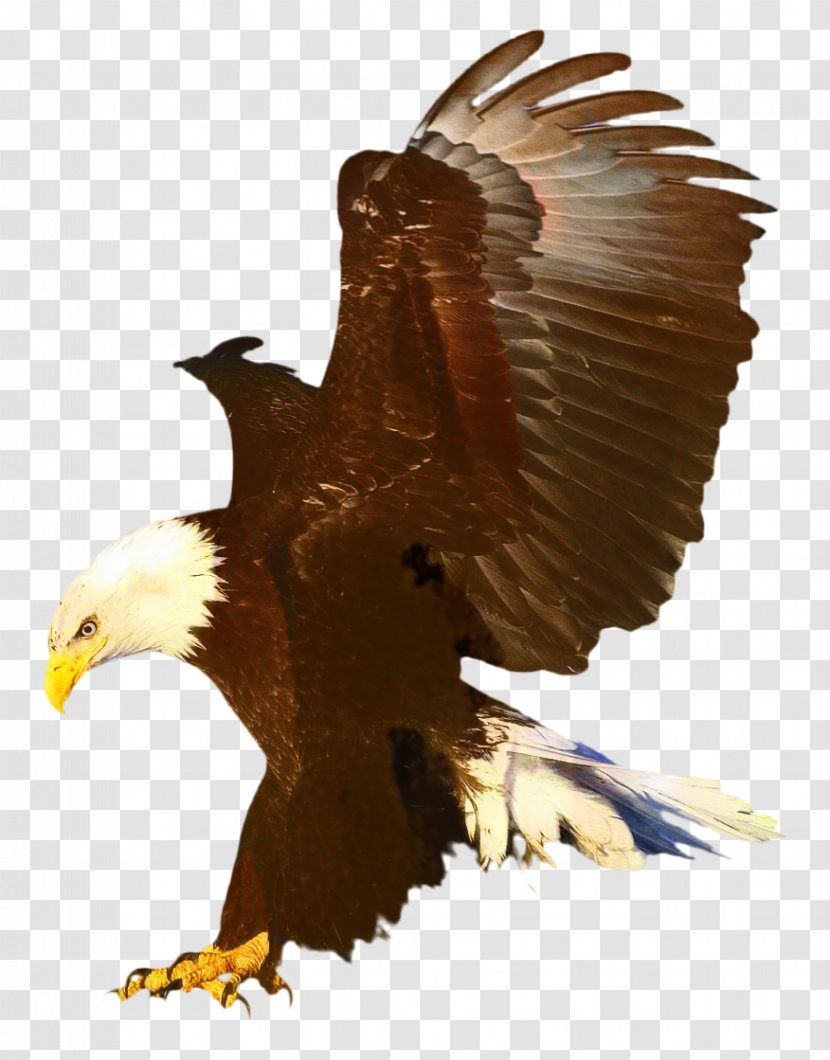 Bird Wing - Sea Eagle - Osprey Animal Figure Transparent PNG