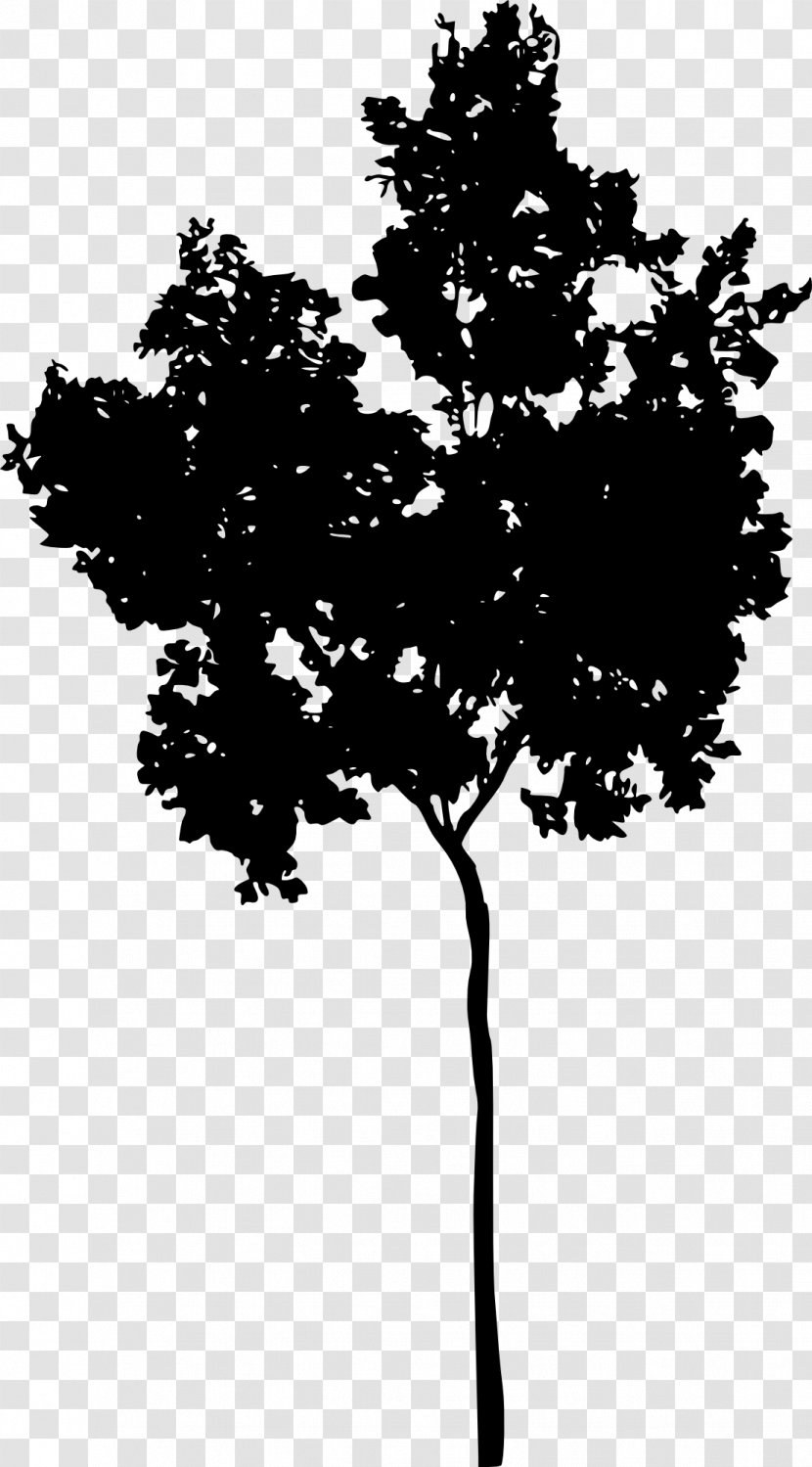Tree Woody Plant Silhouette Monochrome Photography Transparent PNG