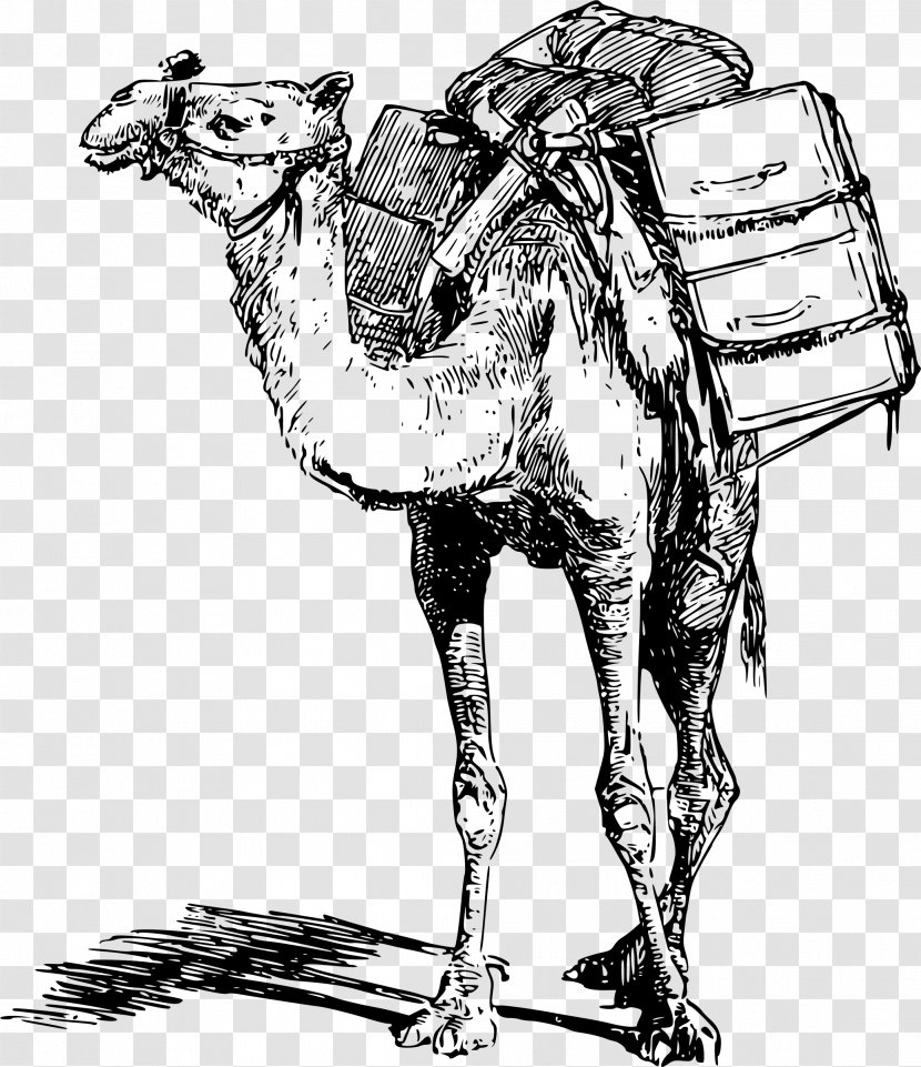 Bactrian Camel Dromedary Pack Animal Llama Clip Art - Photography - Eid Adha Transparent PNG