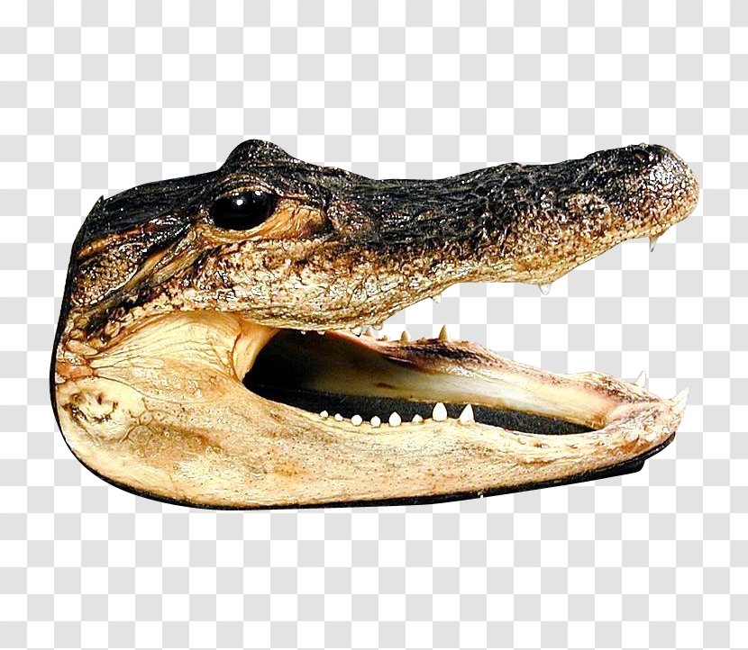 American Alligator Nile Crocodile Farm Taxidermy Transparent PNG