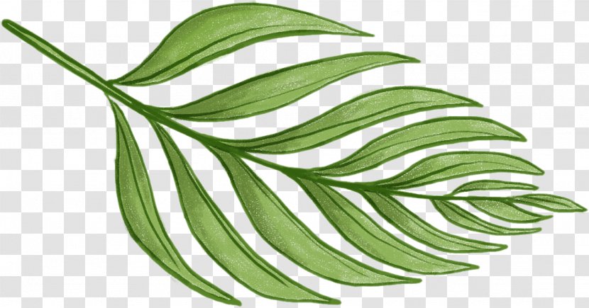 Leaf Barnsley Fern Plant Pattern - Shape - Tropical Leaves Transparent PNG