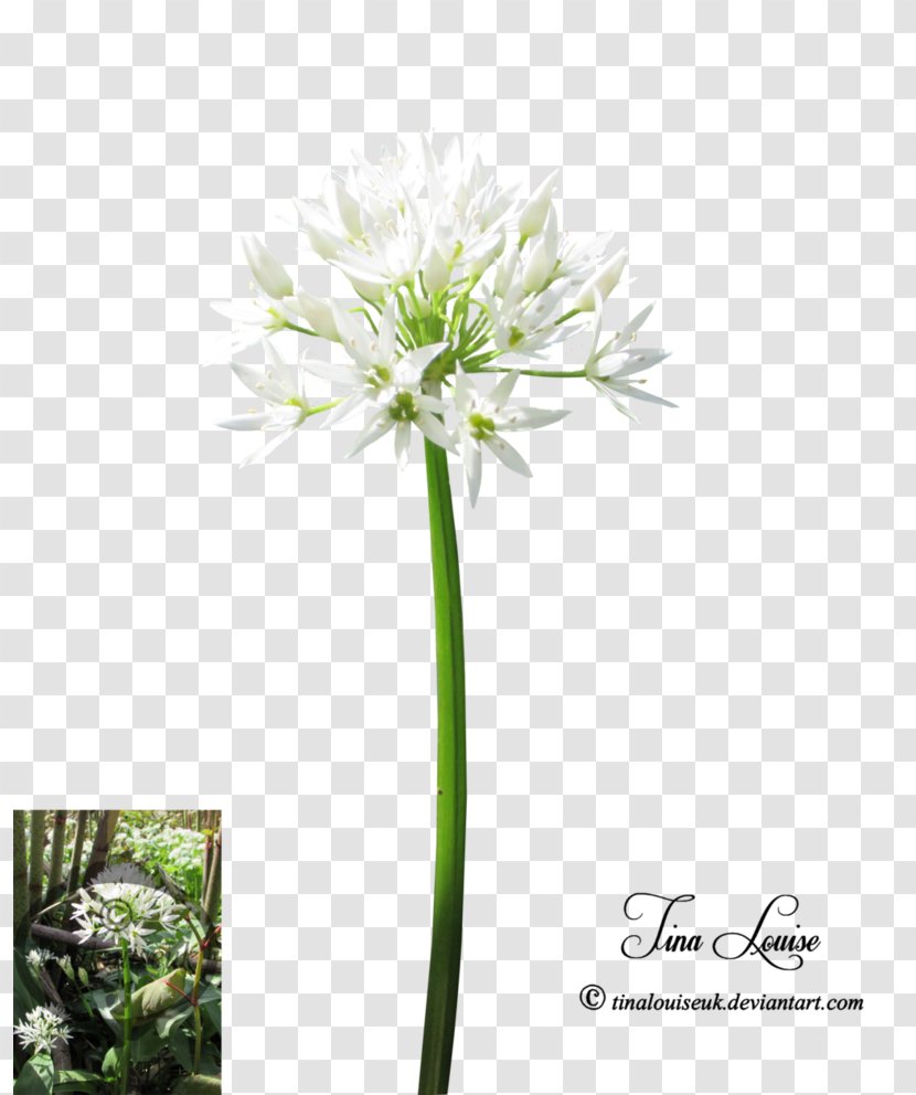 Cut Flowers Plant Stem Flowering Transparent PNG