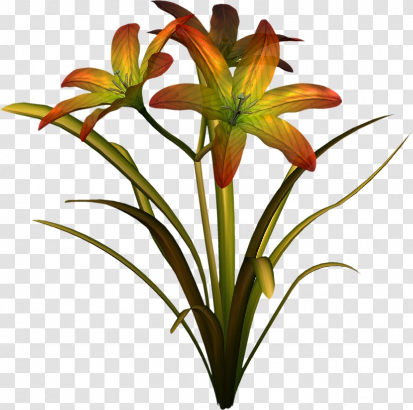 Cut Flowers Lilium Daylily Plant - Hippeastrum - Money Tree Transparent PNG