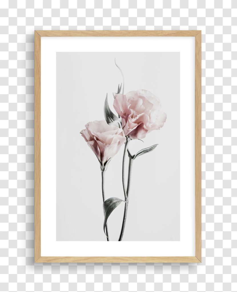Floral Design Cut Flowers Rose Family Picture Frames Transparent PNG