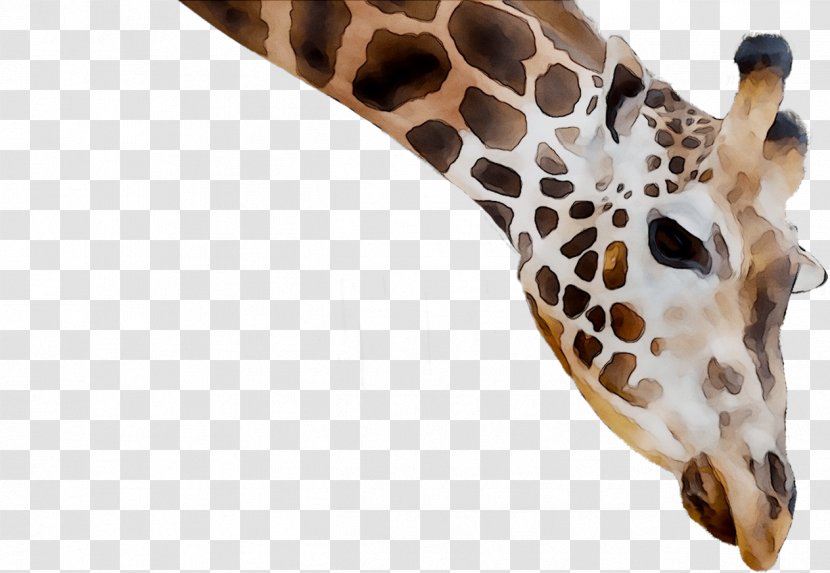 Giraffe Neck Fauna Terrestrial Animal Snout - Organism - Adaptation Transparent PNG
