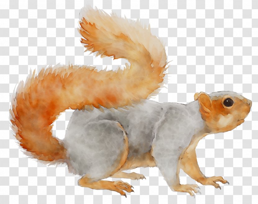 Squirrel Fauna Pet Terrestrial Animal Snout - Grey - Tail Transparent PNG