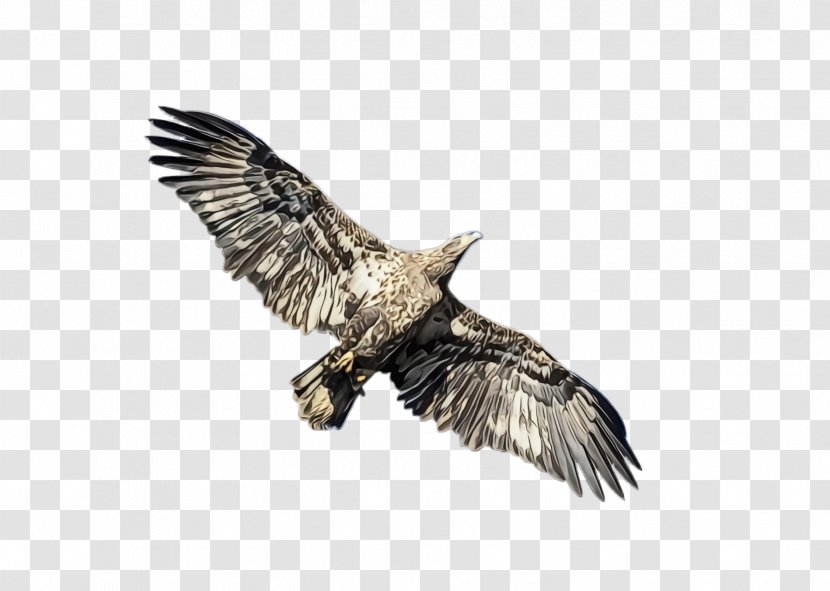 Flying Bird Background - Of Prey - Peregrine Falcon Osprey Transparent PNG