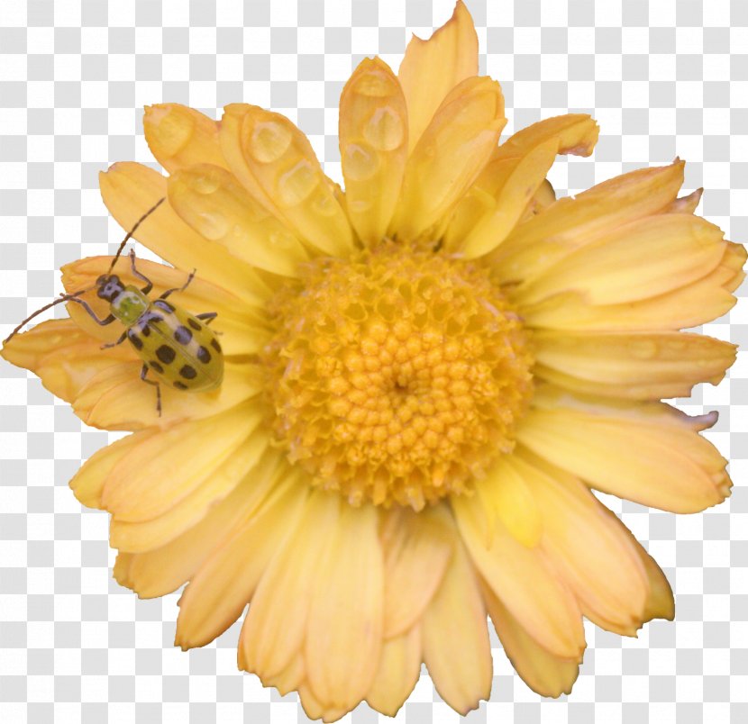 Chrysanthemum Transvaal Daisy Family Marigolds Cut Flowers - Flower Transparent PNG