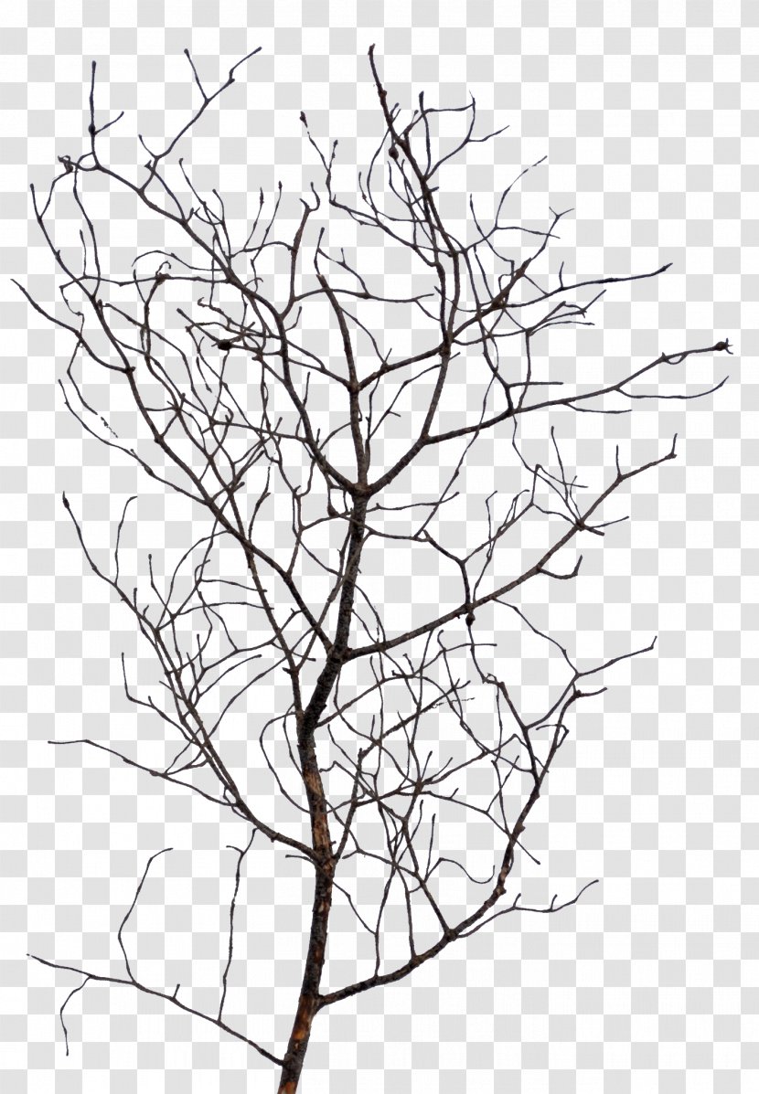 Twig Line Art Drawing Plant Stem - Leaf Transparent PNG