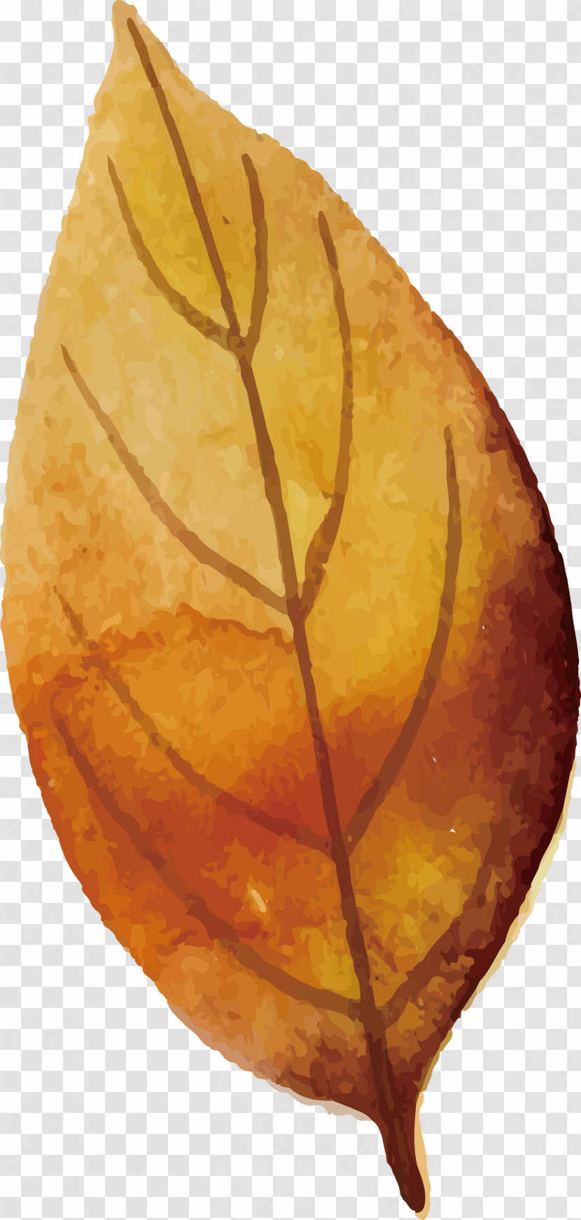 Autumn Leaf Colorful Leaf Transparent PNG